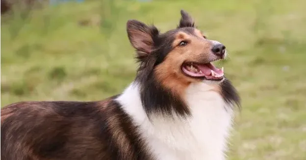 苏格兰牧羊犬跑的快吗 苏牧可以每小时四十公里 | 苏格兰牧羊犬