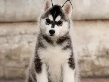 哈士奇|哈士奇独自在家时很调皮 如何管教好它