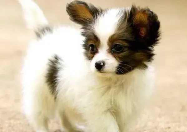 蝴蝶犬|还没满月的蝴蝶犬喝牛奶拉稀怎么办