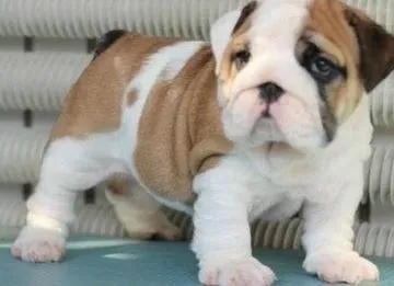 英国斗牛犬|斗牛犬最近总呕吐，这是怎么了