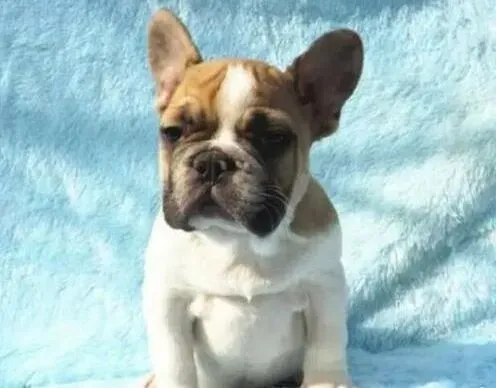 博美犬|训练博美犬固定地方上厕所的方法