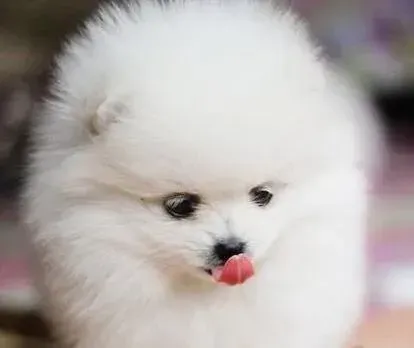 博美犬|博美犬身上出现很多虫子怎么消灭掉它们