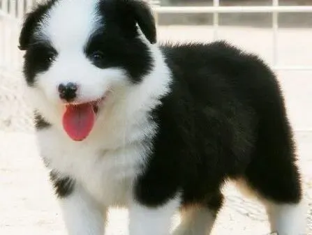 边境牧羊犬|边境牧羊犬毛发护理守则