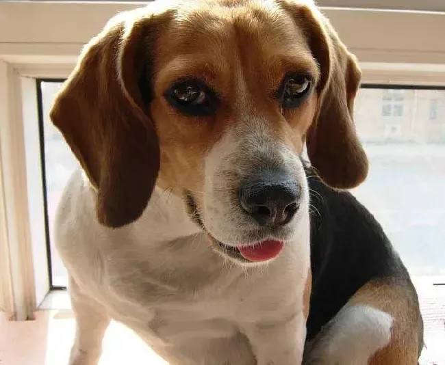 比格犬|怎样让比格犬迅速的熟悉环境