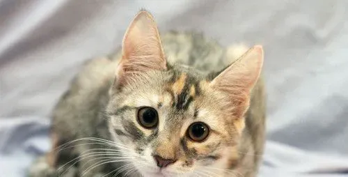 猫不能吃的东西 猫不宜吃的食物注意事项 | 猫
