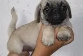 巴哥犬|刚买来的小巴哥犬洗完澡就病了怎么办
