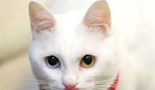 猫猫结扎多少钱 公母的价钱是不一样的 | 猫猫结扎