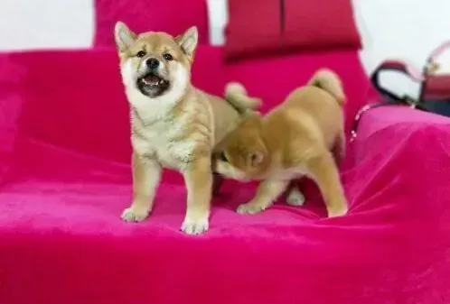 柴犬|柴犬呕吐两天，口吐黄水是怎么了