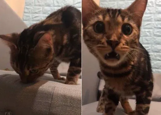 豹猫闻到自己尿味 露呆滞脸仿佛被自己的尿臭到 | 猫