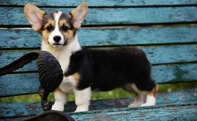 柯基犬|洗澡与梳毛是给柯基犬做基础美容的内容之一