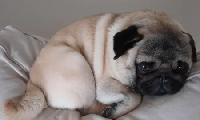 巴哥犬|巴哥犬发情会有哪些明显的变化