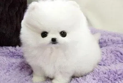 博美犬|博美犬拉稀好几天了，求医生帮助