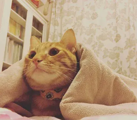 橘猫只要听到关键字吃饭 就会兴奋地凑上前讨食 | 猫