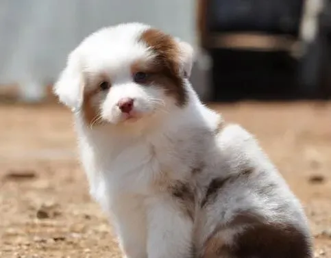 澳洲牧羊犬怎么养 要经常对犬进行调教 | 澳洲牧羊犬