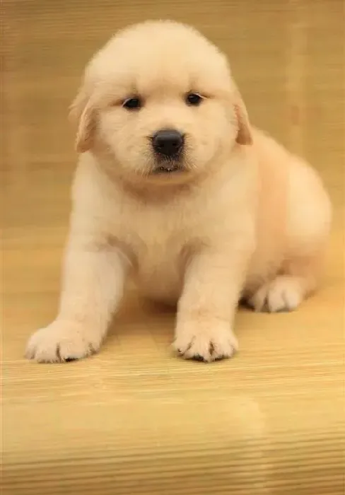金毛|金毛犬注射疫苗后，鼻子干打喷嚏是怎么了