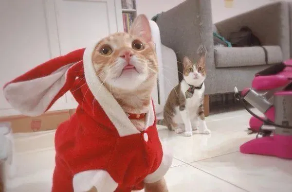 橘猫只要听到关键字吃饭 就会兴奋地凑上前讨食 | 猫