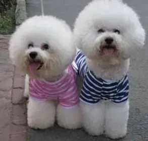 比熊犬|怀孕管理一点通 怎样护理孕期的比熊犬