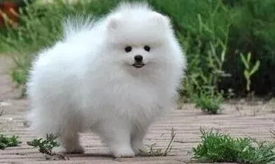 博美犬|冬季给博美犬做保暖的几点小意见