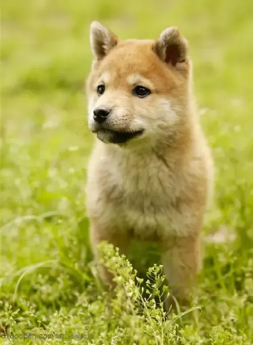 柴犬|四个半月的柴犬吃些什么好