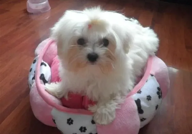 马尔济斯|生活小烦恼 怎样处理马尔济斯犬脱落的毛发