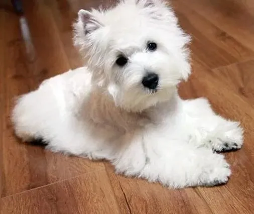 西高地|西高地犬为什么喜欢在地上打滚