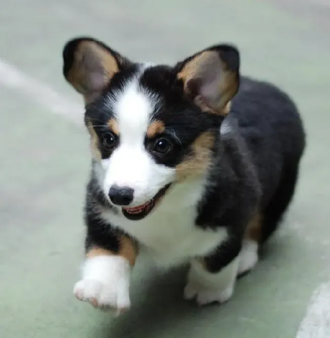 柯基犬|柯基犬口吐黄沫，便便有点拉稀怎么办