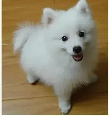 银狐犬|护理银狐犬身体健康从哪三方面抓起