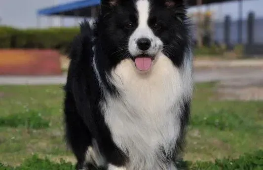 边境牧羊犬|边境牧羊犬拉肚子，没精神是生病了吗