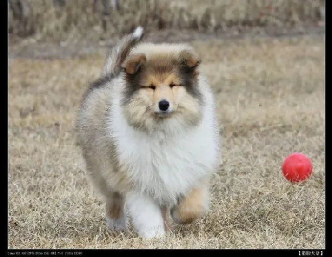 苏格兰牧羊犬|怎样做能够让苏格兰牧羊犬延年益寿