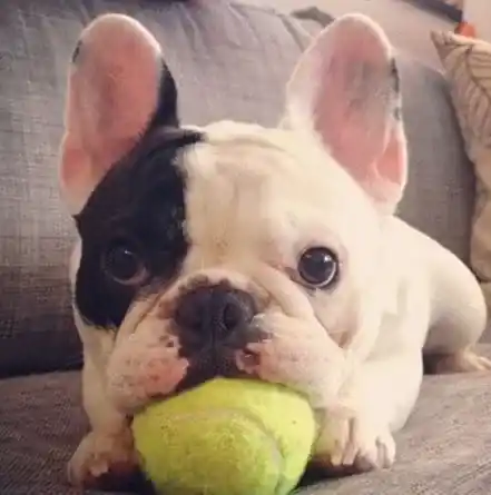 斗牛犬凶吗 性格方面会更凶猛更坚定 | 斗牛犬