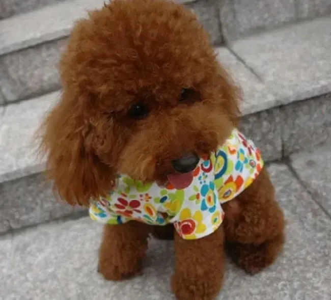 泰迪犬|生活小妙招 科学护理年幼的泰迪犬