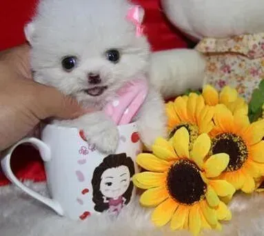 博美犬|博美犬的大便很软而且很臭是什么情况