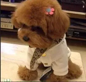 泰迪犬|做好护理工作 让泰迪犬与主人齐健康