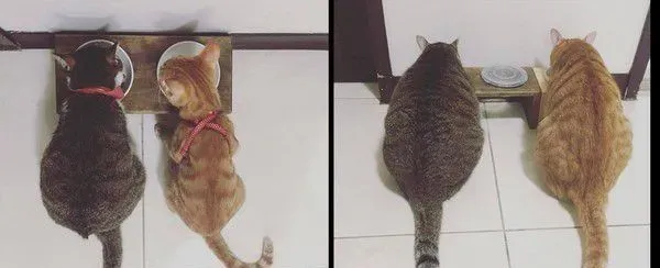 橘猫只要听到关键字吃饭 就会兴奋地凑上前讨食