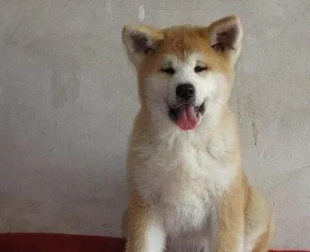 秋田犬|给秋田犬做接生手术时应该准备好什么工具