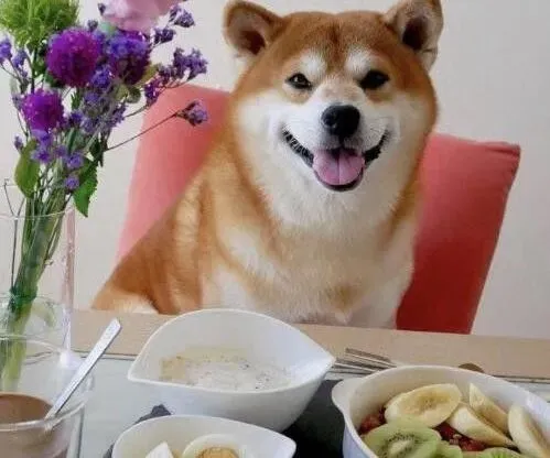 秋田犬|夏季秋田犬养护的小常识须知