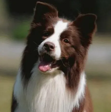 边境牧羊犬|春暖花开之季如何避免边境牧羊犬出现腹泻的情况