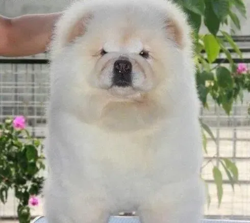 松狮犬|正当防卫术 松狮犬为保护自己会发起主动攻击