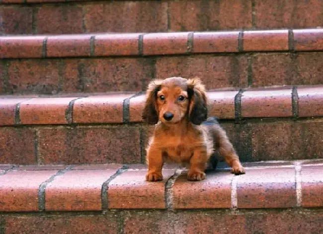 腊肠犬|腊肠吞咽过猛是否会出现干呕的情况