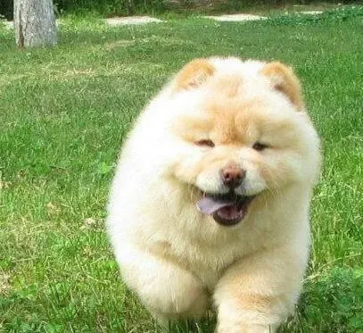 松狮犬|百依百顺 松狮犬也可以做到对主人很温柔