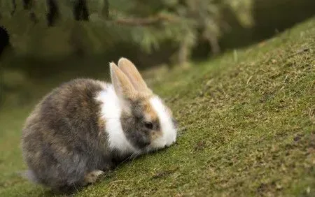 灰栗兔吃什么 饮食的干草主要苜蓿草为主 | 灰栗兔