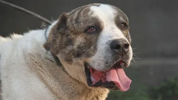 中亚牧羊犬|培养中亚牧羊犬正确饮食习惯，让狗狗健康又长寿