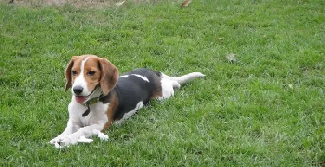 比格犬|爱抚与语言沟通会让比格犬的性格开朗