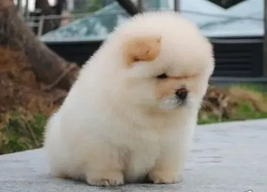 松狮犬|给松狮犬减肥最简单见效的方法