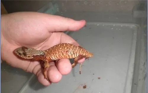 平原巨蜥多大 平原巨蜥最大1米2的身长 | 平原巨蜥