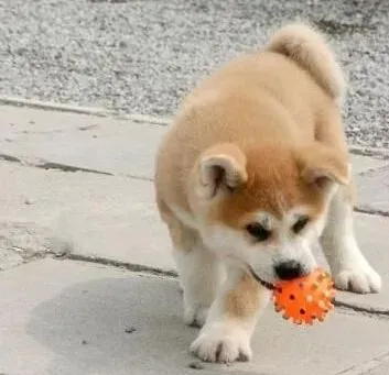 秋田犬|让秋田犬掌握独处的本能