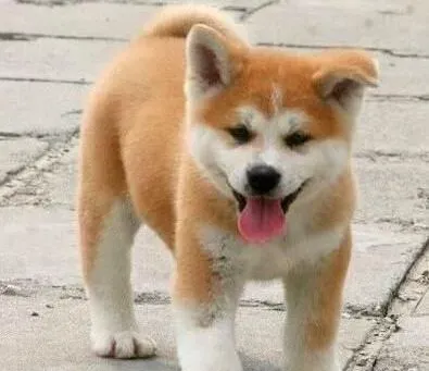 秋田犬|解决秋田犬厌食的对策