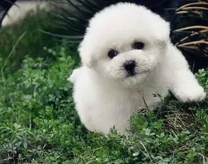 比熊犬|四个多月的比熊犬鼻子有点红是为什么