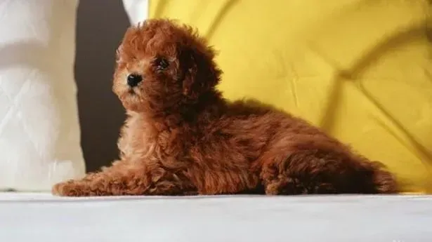 贵宾犬|如何对贵宾犬幼犬进行正确的喂养工作