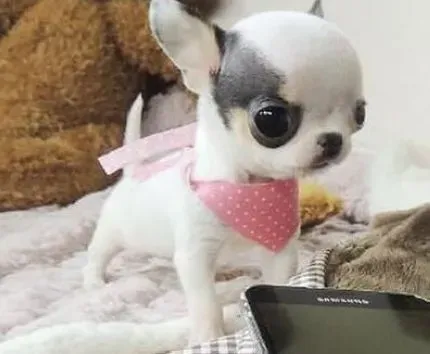 吉娃娃|揭秘吉娃娃为什么会做那么多不靠谱的事情